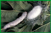 silkworm and cocoon