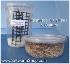 drosophila hydei and culture