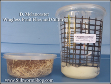drosophila melanogaster and cultur